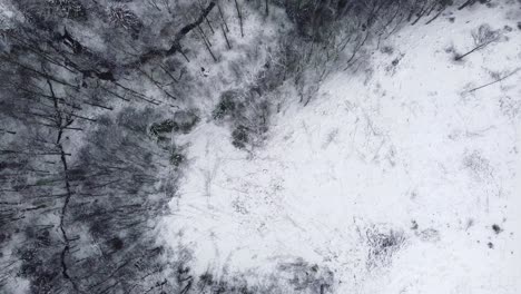 small river and a road leading through a forest covered in snow during winter