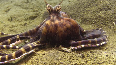 pulpo imitador estira los brazos para hurgar en un hueco en el fondo arenoso, la cámara se aleja