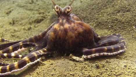 mimic octopus stretches arms to poke in a hollow on sandy bottom, camera zooms out