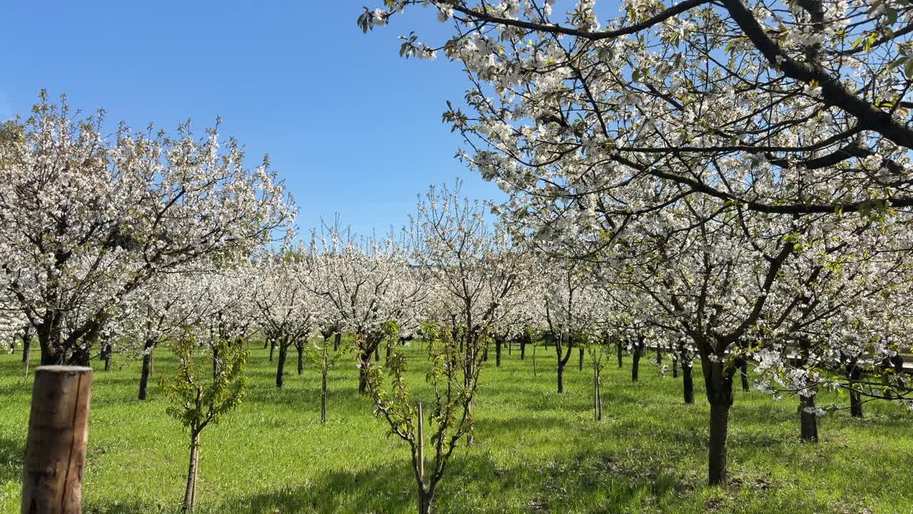 Mandorli coperti di fiori bianchi in un campo verde sotto un cielo azzurro e limpido.