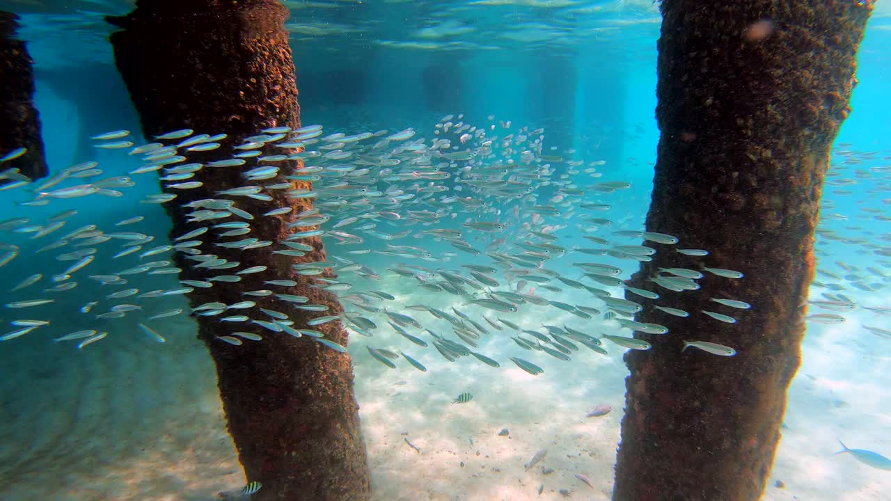 Beautiful fish swarm on the Perhentian Islands in Malaysia. Crystal clear, blue water scene. Travel concept