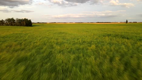 low flying drone over wide field of field peas in central alberta's countryside