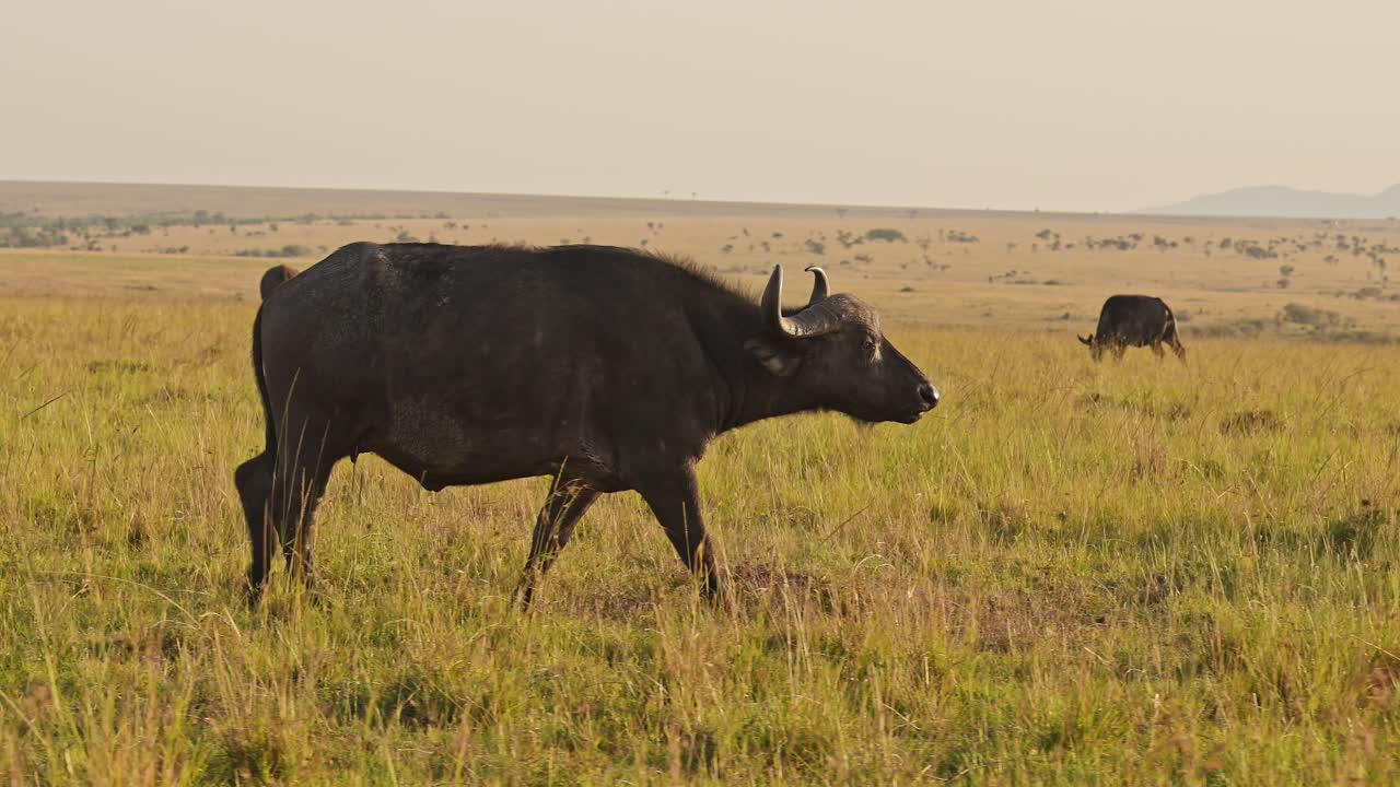 cámara lenta de búfalos africanos caminando, animales de áfrica en un safari de vida silvestre en masai mara en kenia en masai mara en la hermosa hora dorada luz del sol luz, steadicam seguimiento gimbal después de la toma