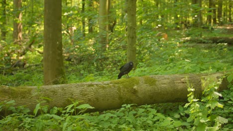 Cuervo-Pájaro-Posado-Sobre-Tronco-Caído-Dentro-Del-Bosque