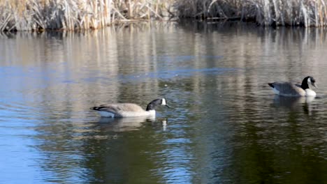 canadian geese floating along in a rural lake during the start of spring