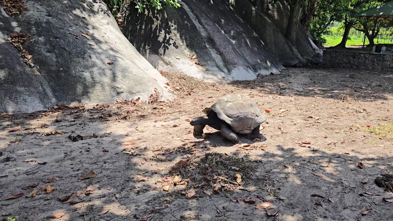 Big land tortoise walking towards the shadow in a sunny day