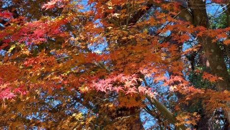 Close up view over vibrant red maple leaves against blue sky