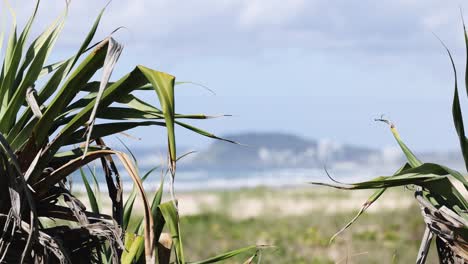 plant swaying with beach and hills background