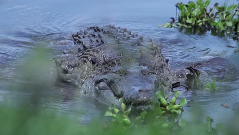 incredible big crocodile coming out of a river in slow motion in the jungle