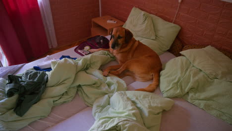 adopted stray dog lying in bed. dog relaxing and enjoying his time in the bed. keeping a pet at home. dog rescue in the house. animal-human bond. sleeping with dogs and pets. living with animals.