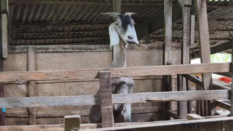 goat in a wooden pen