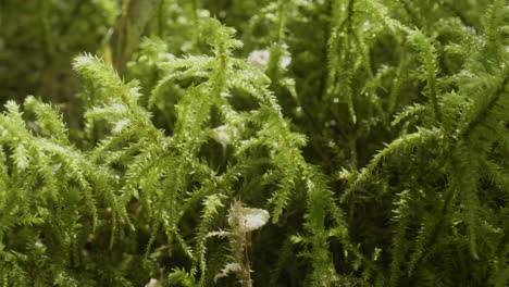 close-up view of moss