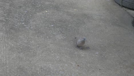 pigeon, dove
thai pigeon, thai dove