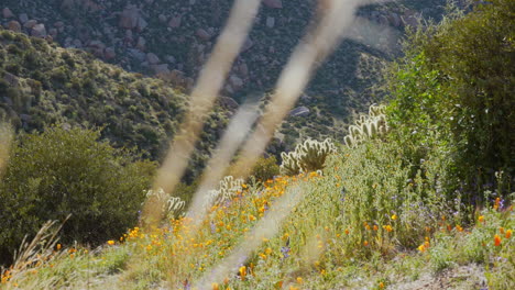 desert super bloom in arizona on the rocky mountain hillside with california poppies, brittle brush, lupine, cacti, and lots of wild brush landscape