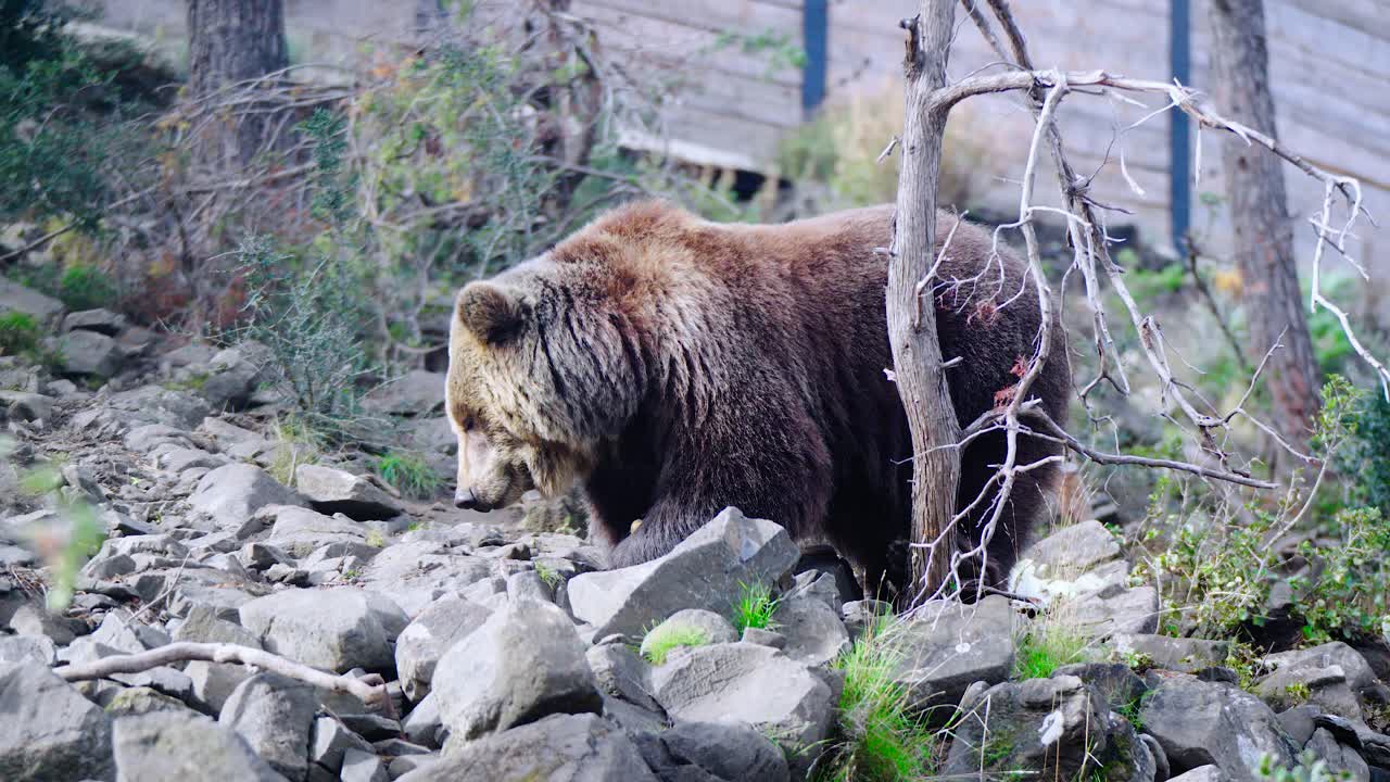 Static slow-motion shot of a brown bear searching under rocks for food and eating