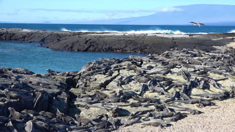 Las-Iguanas-Marinas-Están-Perfectamente-Camufladas-Sobre-Piedra-Volcánica-En-Las-Islas-Galápagos-Ecuador-1