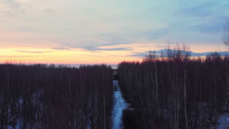 árboles-Muertos-En-El-Bosque-De-Daugavgriva-Antena-De-Letonia