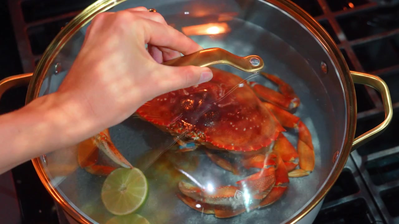 Cooking crab in a pot with a glass lid on a stove in a kitchen. A person places a hand on a pot lid while cooking crab.