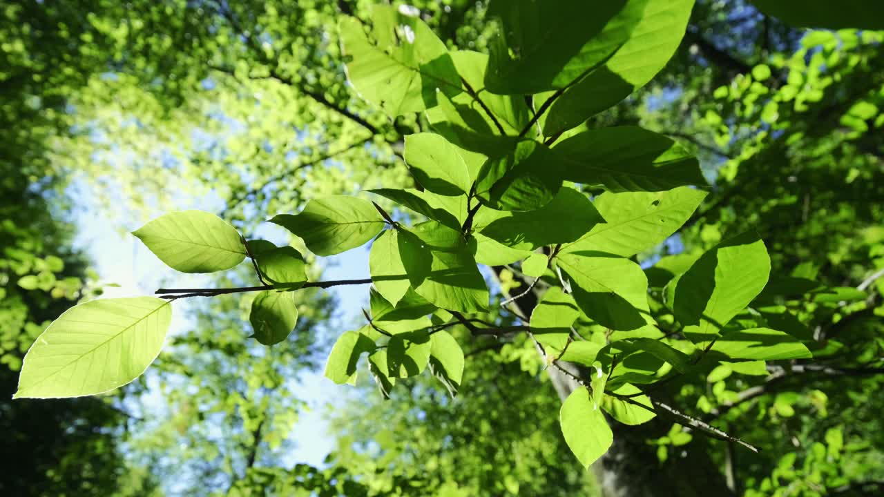 나무의 멋진 밑면보기