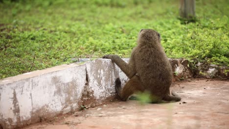 Baboon-in-Africa-walking-around,-with-green-grass