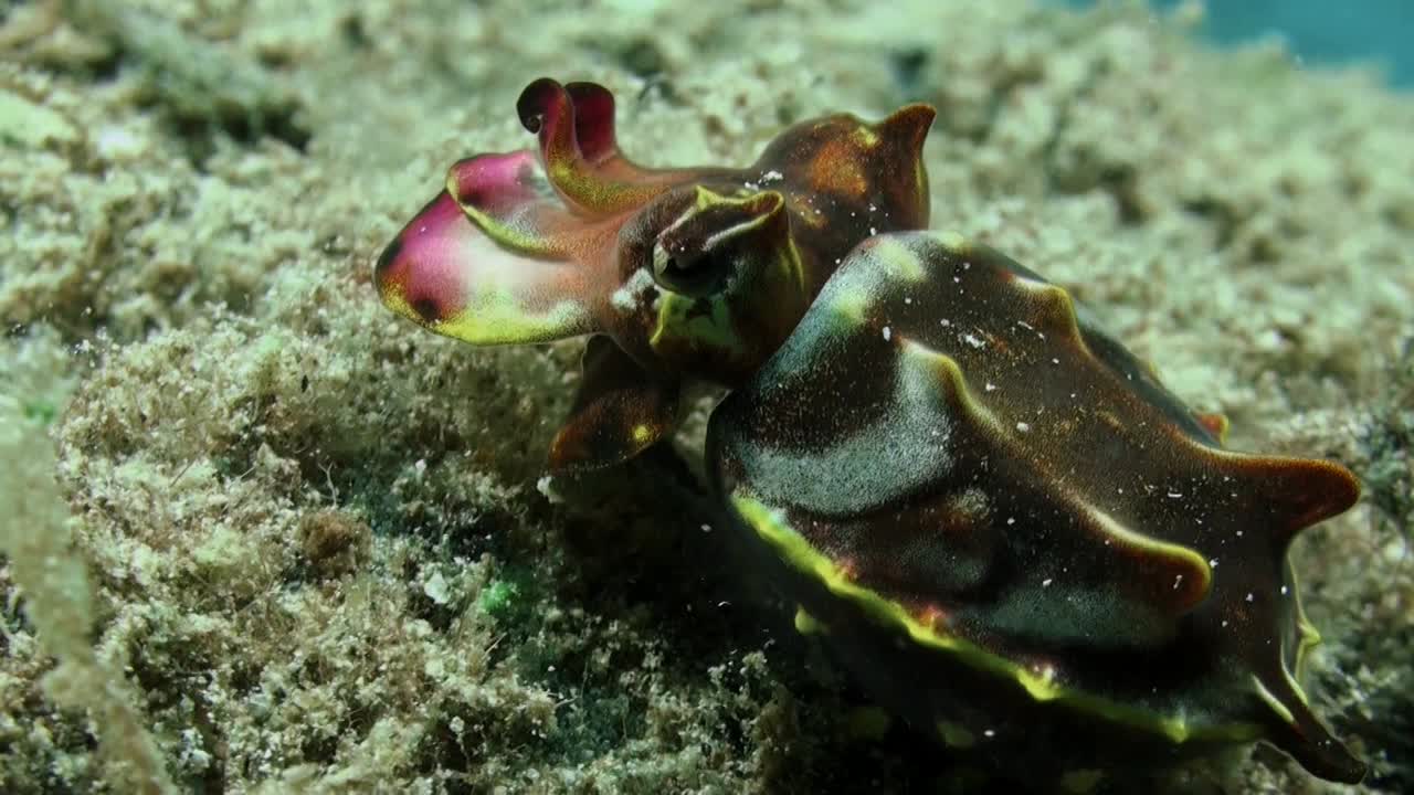 sepia extravagante macho caminando sobre arrecifes de coral mostrando colores vibrantes, vista lateral de primer plano, se da la vuelta