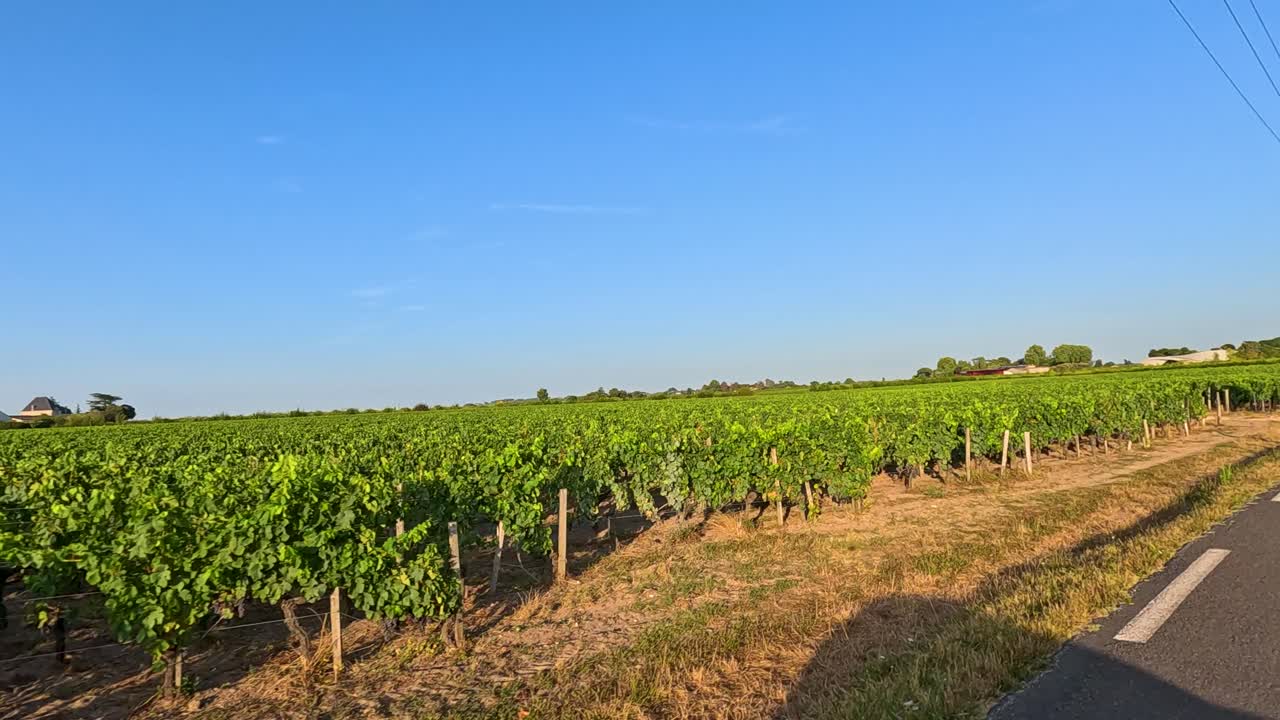 푸른 포도나무 가 있는 포도원 도로