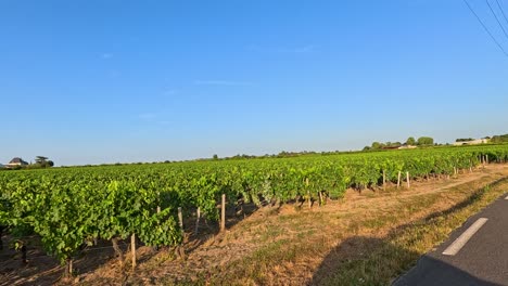 Vineyard road with lush green grapevines