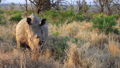 Enthorntes-Erwachsenes-Breitmaulnashorn-Frisst-Trockene-Gräser-In-Der-Thanda-Savanne