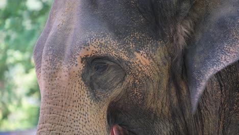 this is a close up view showcasing the majestic face of an elephant, with beautiful trees gracefully positioned in the background