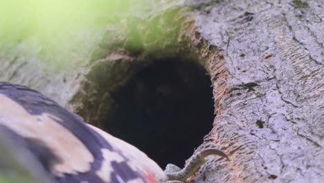 extreme closeup of great spotted woodpecker arriving at nest in the trunk to care for the young