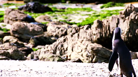 Teleobjetivo-De-Seguimiento-De-Un-Lindo-Pingüino-Africano-Paseando-Por-La-Playa