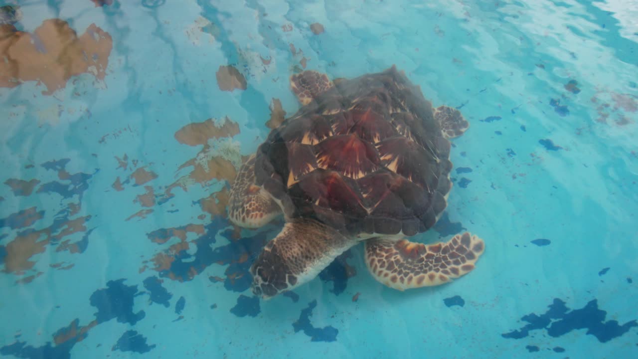 Slow-motion of green sea turtle floating in saltwater tank, graceful and calm in captive setting