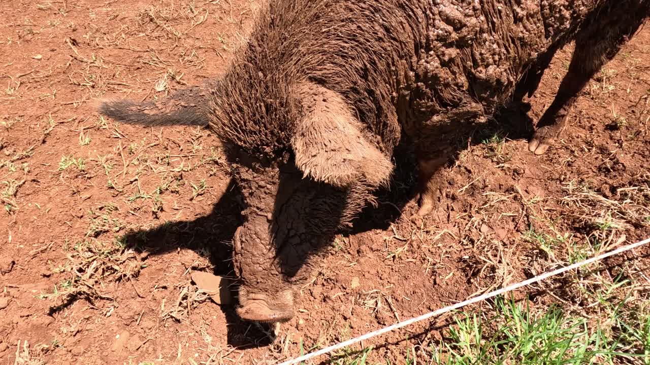 돼지는 은 땅을 탐사하고 새를 맡습니다.