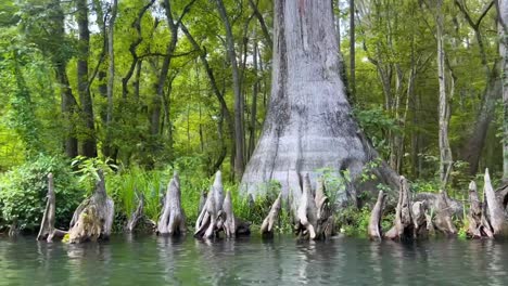 4k-Flotando-Y-Bajando-Por-El-Río-Ichetucknee-En-Florida-Manantial-De-Agua-Azul-Verde-Cristalino-Alimentado-Con-Cipreses-Y-Hierba-Y-Nenúfares,-Musgo-Y-Pantanos-Por-Todas-Partes