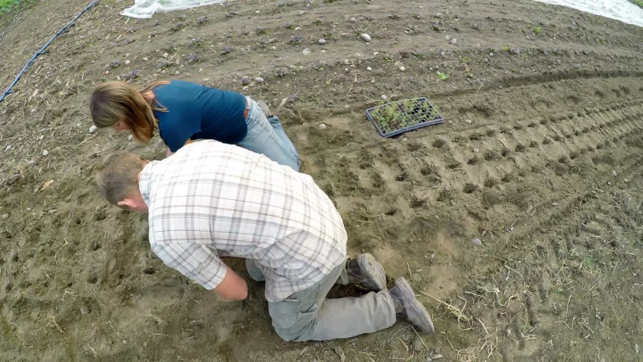 농장 에 있는 두 마리 의 씨 ⁇  4k