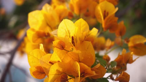 Bougainvillea-Blüht-Im-Zeitigen-Frühjahr-Auf-Bäumen