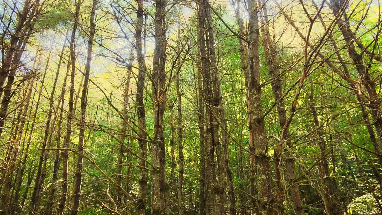 drone descendiendo lentamente por un bosque alto, antiguo, verde y hermoso durante el verano con luz dorada en resolución de 4k