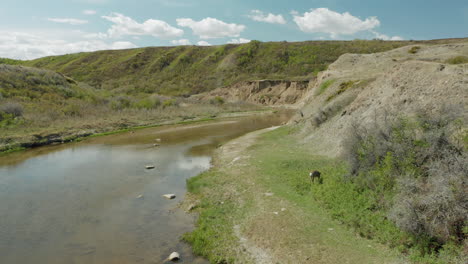 venado bura pastando en la costa del río en saskatchewan, canadá