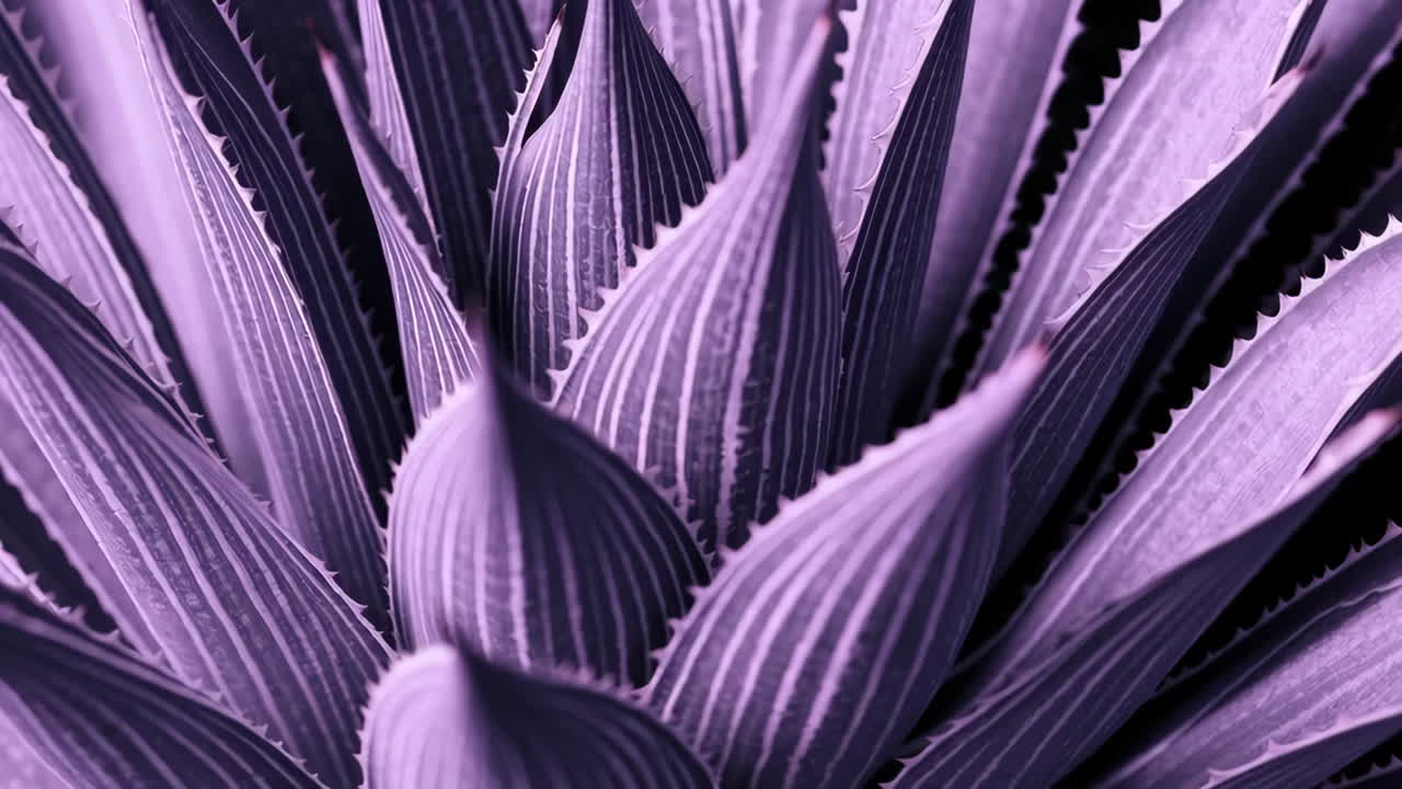 Close-up of Purple Succulent Leaves