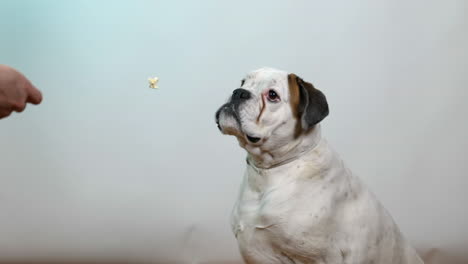 Studio-shot-adorable-white-family-boxer-dog-catching-thrown-popcorn-in-anticipation-slow-motion