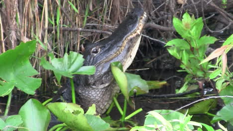 an alligator in the everglads raises his head