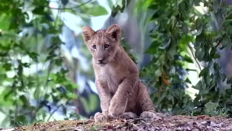 cachorro de león sentado en el suelo del bosque mientras mira a lo lejos