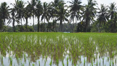 fresh green rice shoots grow in flooded rice field paddy in ubud bali