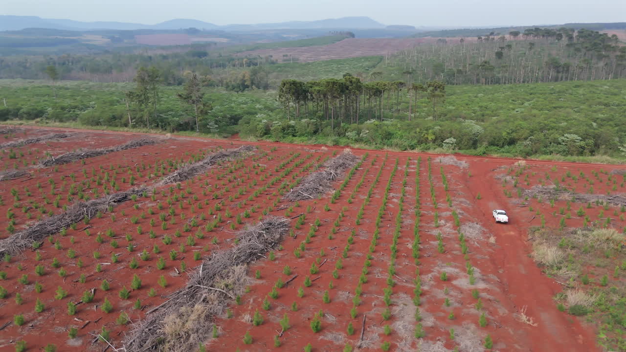 Aerial view of a reforestation area in Misiones, Argentina, showing typical reddish soil with organic matter forming humus, small taeda and elliotti pine trees grow in rows, a pickup truck driving