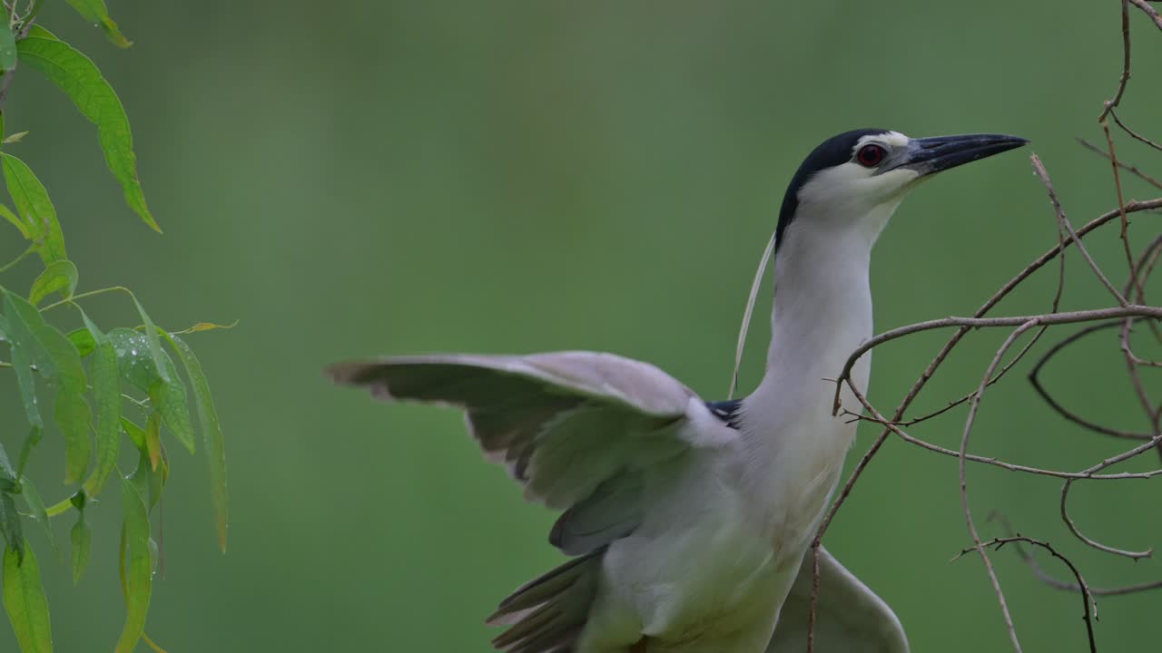 черная коронованная ночная цапля ночная цапла собирает материал для гнезда на дереве