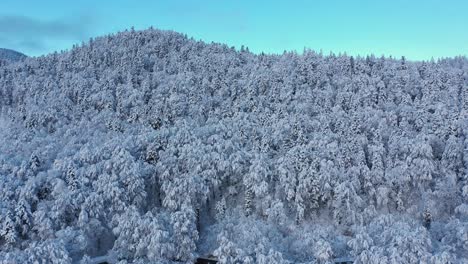 Impresionantes-Imágenes-De-Drones-De-Un-Bosque-Cubierto-De-Nieve-Fresca