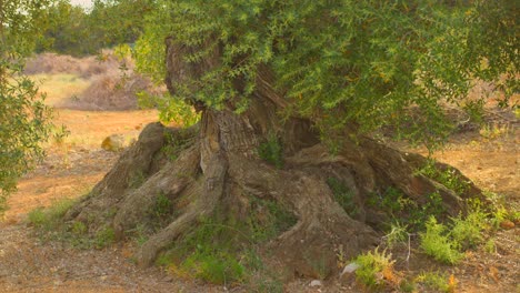 Millenary-Wild-Olive-Tree-With-Wide-Trunk-On-Sunny-Day-in-Spain