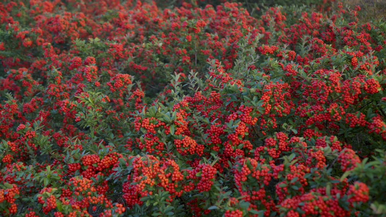 arbustos de la planta firethorn con frutos de pome similares a las bayas rojas en el parque ecológico de gaetgol en siheung, corea del sur