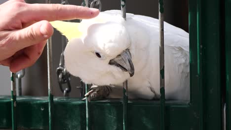 Person-stroke-White-Cockatoo-inside-Cage-outdoors-during-sunny-day---slow-motion