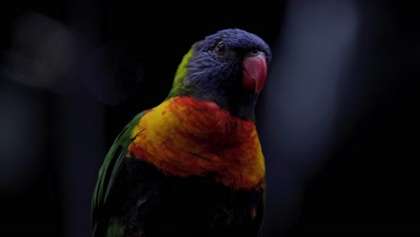 primer plano, retrato, de, arco iris, lorikeet, en, poca profundidad de campo